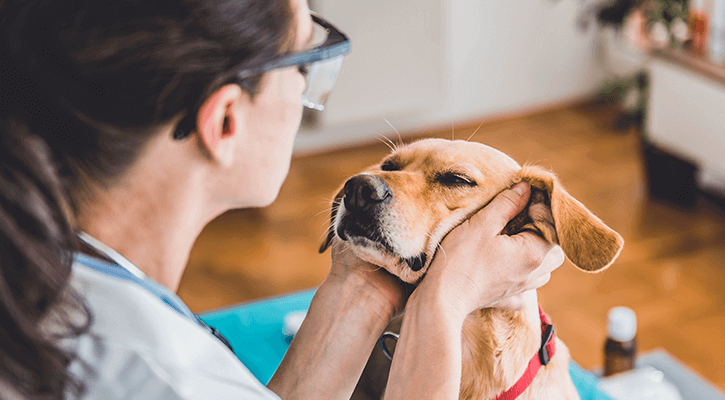 Pet wellness exams are a cornerstone to a healthy life for your pet. Be sure to schedule an annual pet wellness exam for your furry friend!
