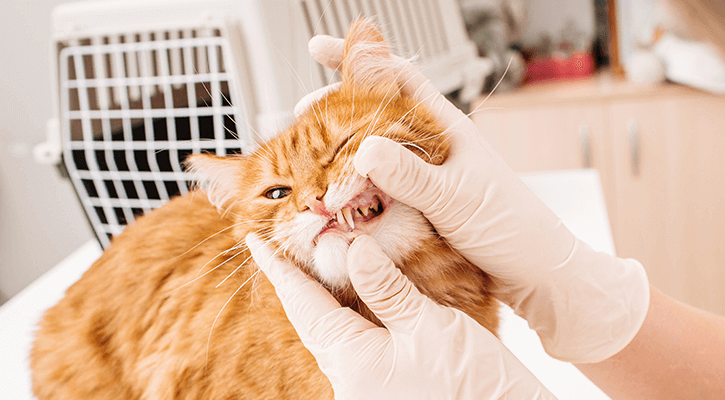 Your pet's dental health is a large part of their well-being. Pet teeth cleaning can significantly improve your pet's life!