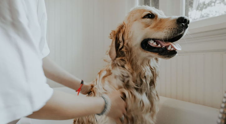 Pet grooming makes your furry friend clean, happy, and healthy. Make an appointment with our professional pet groomer today for a happier pet!