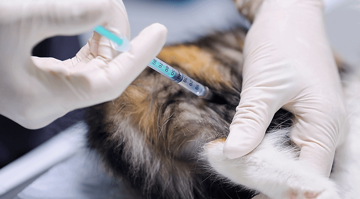 Pet vaccinations are a cornerstone of keeping your pet healthy. Lake Forest Animal Clinic provides your pet with low-cost vaccinations daily!