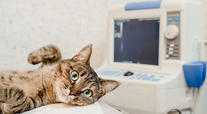 Veterinary ultrasound is a highly useful tool for evaluating your pet's internal organs.